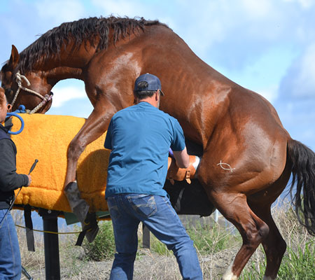 horse veterinarian, equine reproduction, horse vet near me, dr quinn gavaga, charles ranch, charles ranch equine, performance horse medicine