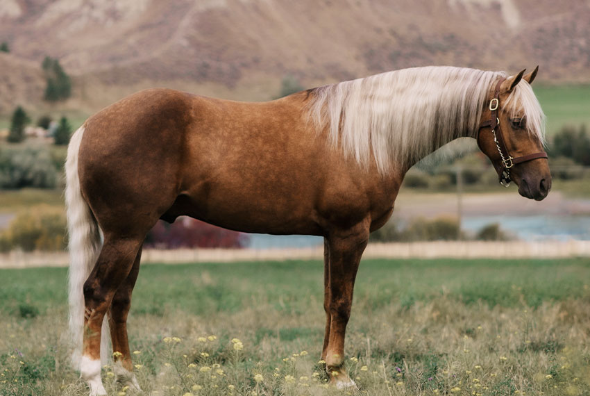 stud-quill-3 WCR GataBigStar