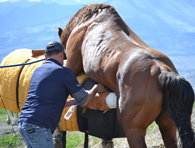 horse veterinarian, equine reproduction, horse vet near me, dr quinn gavaga, charles ranch, charles ranch equine, performance horse medicine