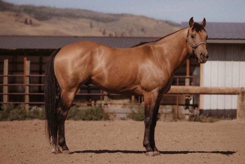 Ripn By Design Stallion