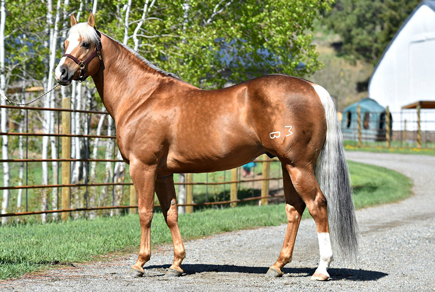 Guys Casanova Cowboy stallion