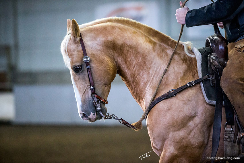 Heza Diamond Spark stallion